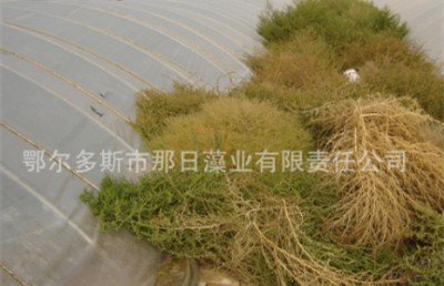 养殖大棚环境2.jpg
